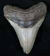 Megalodon Tooth - North Carolina #13271-1